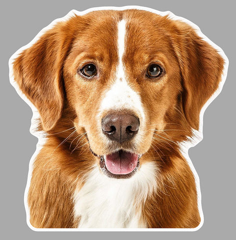 CHIEN EPAGNEUL EA081