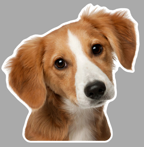 CHIEN EPAGNEUL EA082