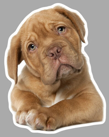 CHIEN CANE CORSO EA084